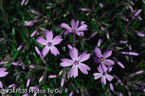 Moss phlox